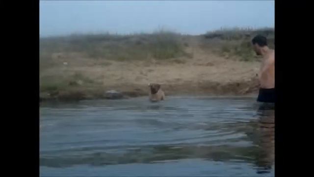 Бурбуль купается смотреть онлайн