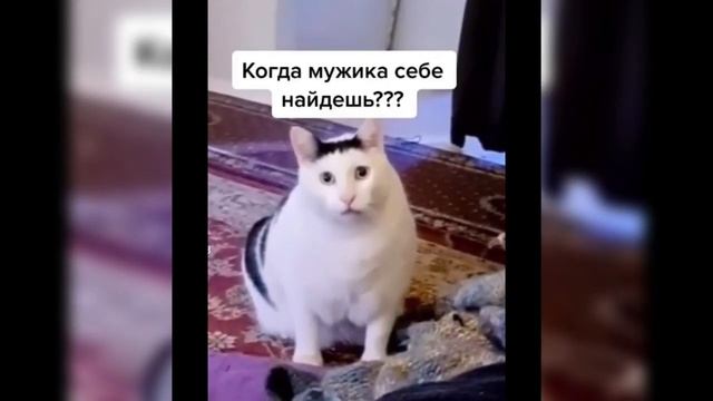 Когда присылаешь маме фотки с котиком смотреть онлайн
