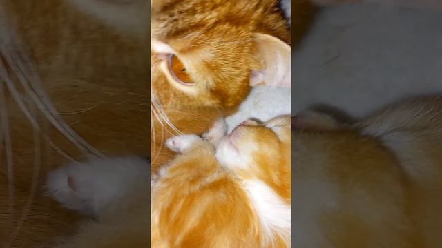 кошка Сантик обняла крохотного рыжего котёнка: - спи, мой малыш! смотреть онлайн
