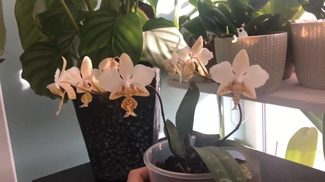 phalaenopsis stuartiana var. nobilis '915' фаленопсис Стюартиана смотреть онлайн