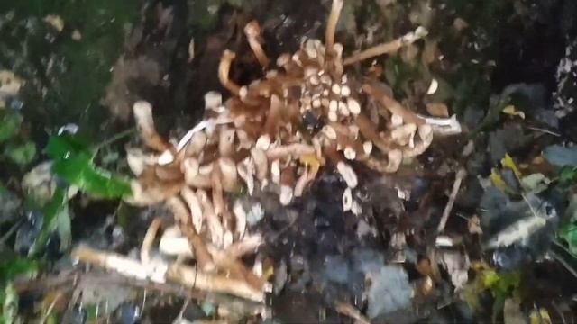 Чешуйчатка обыкновенная. Условно-съедобные грибы. смотреть онлайн