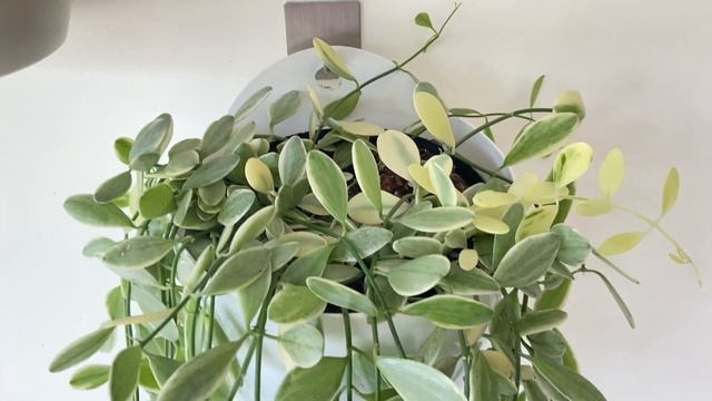 ДИСХИДИЯ OIANTHA VARIEGATA ‘WHITE DIAMOND’ [Краткий видео обзор] смотреть онлайн