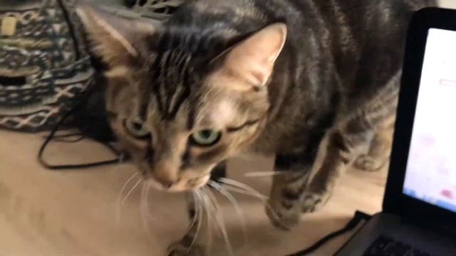 Оставили кошечку на неделю без хозяйки и что из этого вышло смотреть онлайн