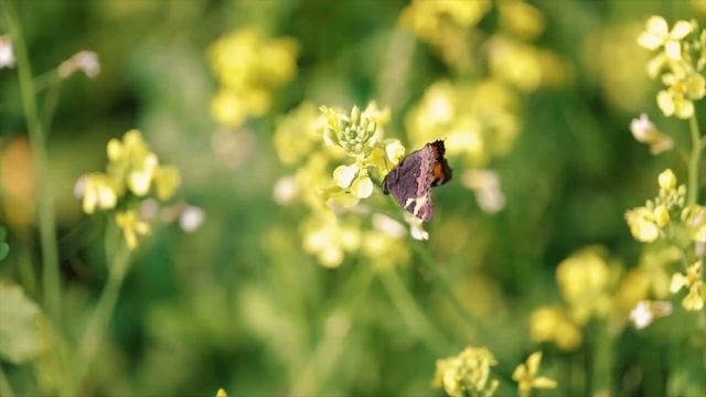 Неземная Музыка Сергей Грищук уносит вдаль к мечтам..Чудесно и Красиво для души! красивое видео
