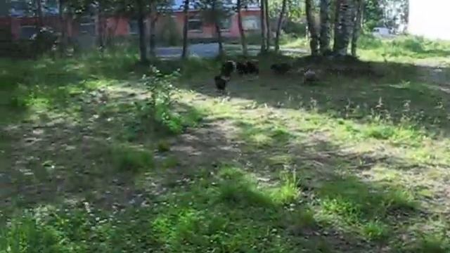 Питомник цветных болонок ЦВЕТ ХИБИН смотреть онлайн