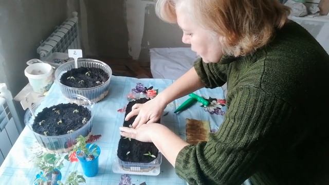 Как я пикирую перец из "самокруточек" смотреть онлайн