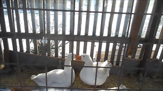 Улетают в никуда гуси-лебеди... смотреть онлайн