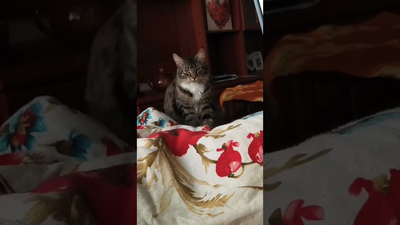 ▷Кошка делает массаж◁ смотреть онлайн