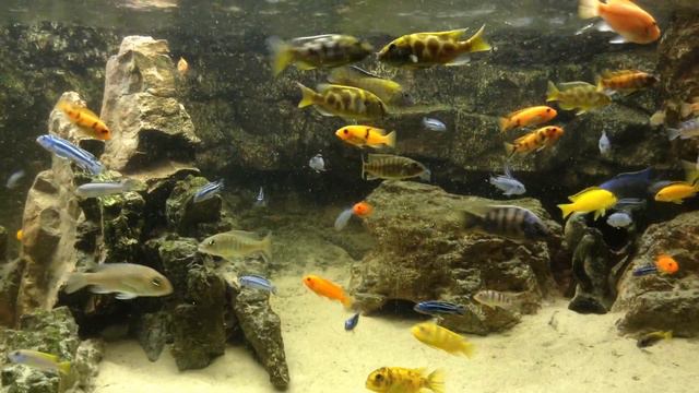 Evilbeavers 900+l Malawi lake aquarium смотреть онлайн
