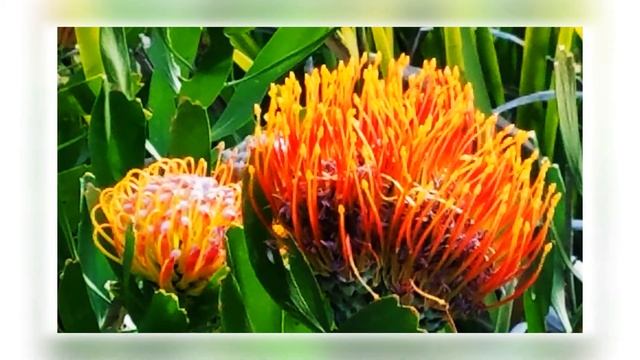 Kirstenbosch Botanical Garden