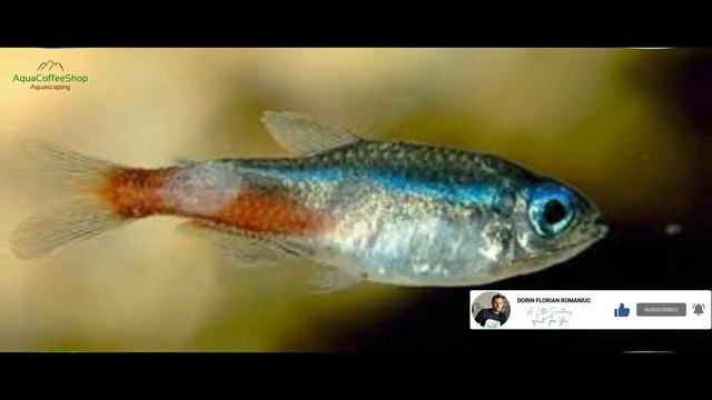 COLUMNARIS DISEASE AND TUBERCULOSIS IN AQUARIUM смотреть онлайн