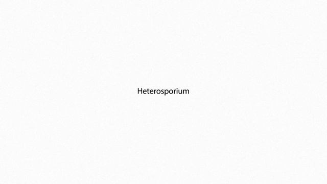 Heterosporium PRONUNCIATION смотреть онлайн
