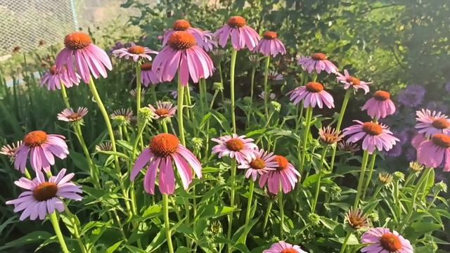 Самые неприхотливые растения в моих цветниках! смотреть онлайн