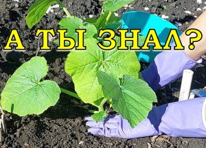 Как сажать КАБАЧКИ в грунт, можно ли заглублять рассаду?