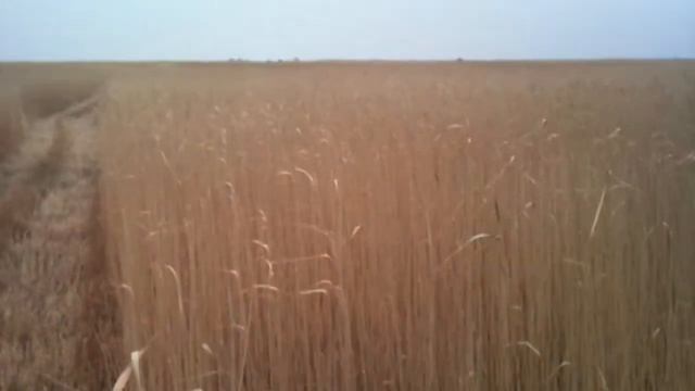 Как косят камыш 3 смотреть онлайн