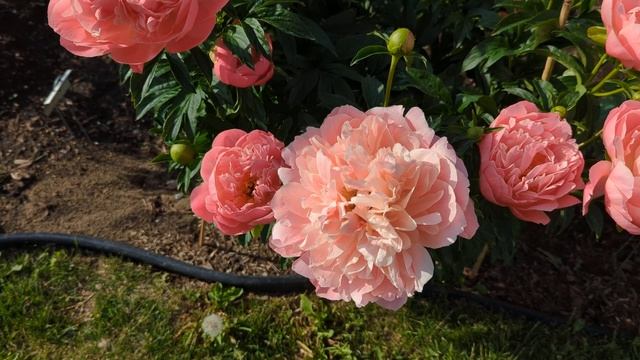 2022 Bloom Season - Pink Hawaiian Coral (Klehm, R.G, 1981) смотреть онлайн