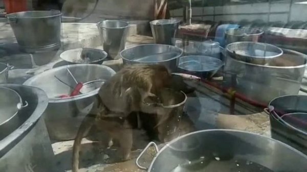 Hampi | Хампі   (India | Індія)