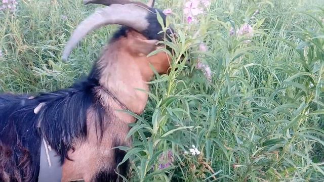 Козы овцы смотреть онлайн