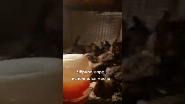 Новые породы кур. Супер харка!!! Цыплята месяц Северный Казахстан!!! смотреть онлайн