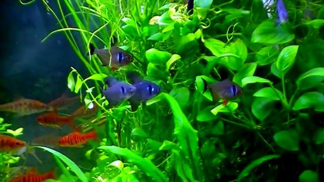 #Aquarium. Black Phantom - tetra and erythrozonus. смотреть онлайн