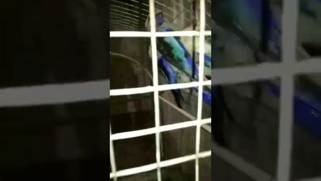 пенантовая розелла вид голубой смотреть онлайн