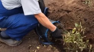 Посадка куста жимолости съедобной