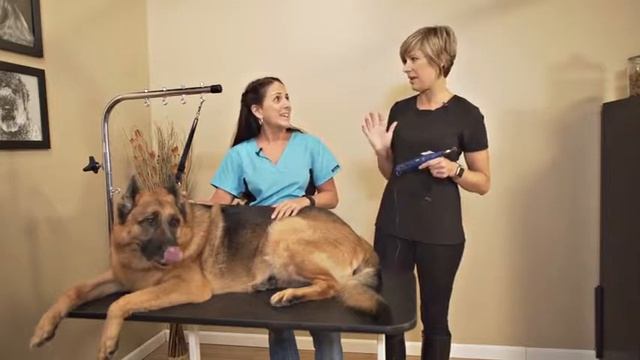 Top Best Dog Nail Grinder Review 2017 Wahl Dog Nail Grinder Professional Trimming Kit смотреть онлайн