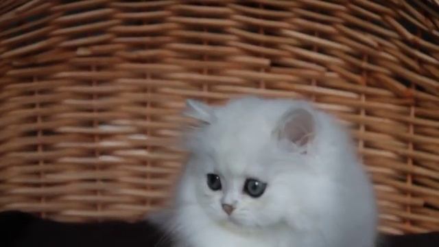 Котенок персидской шиншиллы. кошечка смотреть онлайн
