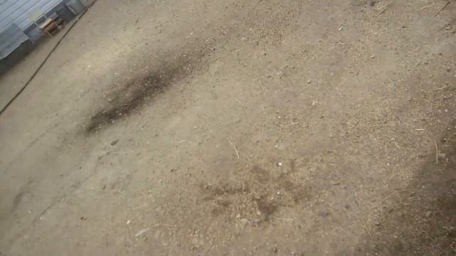 Как ухаживать за голубями смотреть онлайн