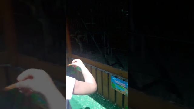 Кормим обезьянок в трогательном зоопарке в г. Ейске смотреть онлайн