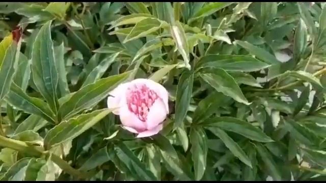 Цветение моих пионов 28 июня 2020 года смотреть онлайн