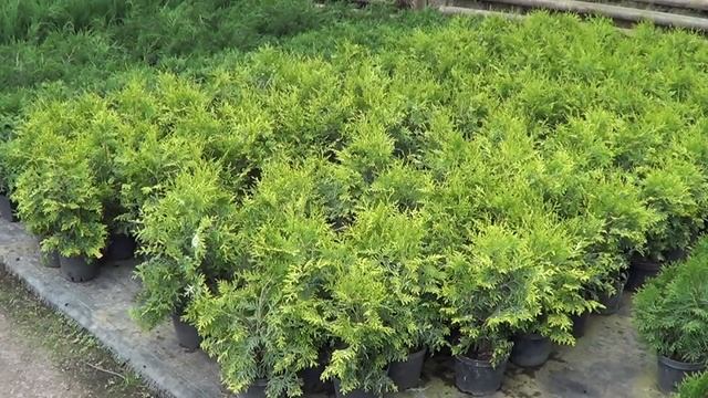 Самые популярные сорта туи. как не ошибиться с выбором туи