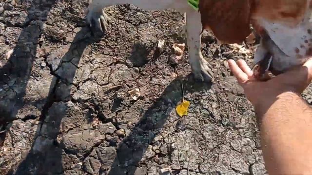 натаска русских спаниелей , поиск и подача на водоеме смотреть онлайн