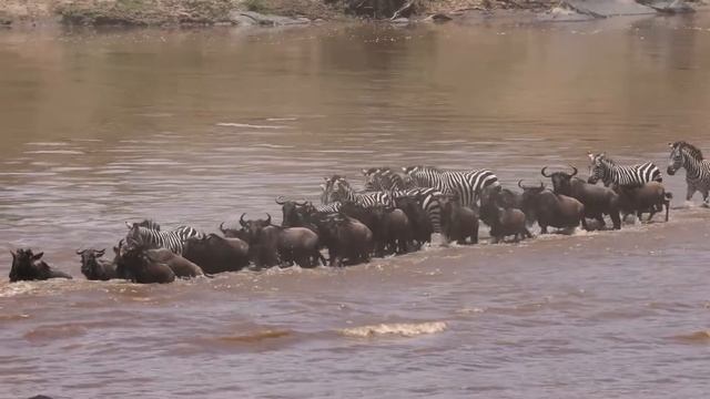 One of the Most Dangerous Challenge Face Wildebeest Migration Cross Serengeti - Masai Mara Ecosyste смотреть онлайн