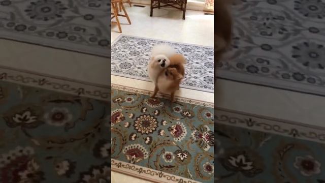 Pomeranian barking hungry dogs barking sound #short смотреть онлайн