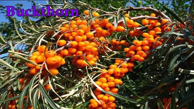 Английский язык. Ягоды смотреть онлайн