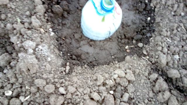 Как сажаю кабачки и тыкву. смотреть онлайн