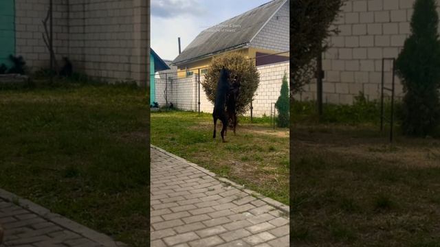 Доберманы Денвер & Берри #гомель #беларусь #gomel #top #доберман #dog #recommended #собака #мир смотреть онлайн