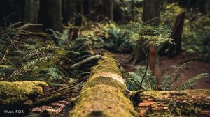 Шаманские целительные звуки