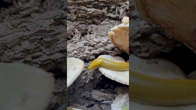 Baby Banana Slug Chillin on a Mushroom near Santa Cruz, CA смотреть онлайн