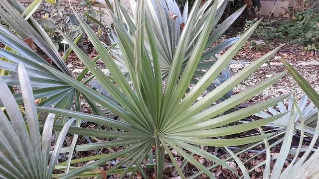 Sabal palmetto - grow & care (Sabal Palm) смотреть онлайн