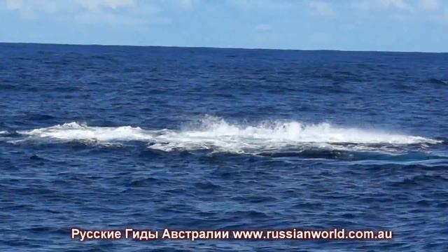 Круиз "Киты и Дельфины" недалеко от Сиднея смотреть онлайн