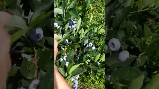 27 июля 2020 г. Голубика Блуголд урожай. смотреть онлайн