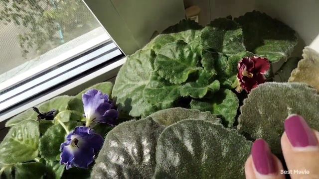 Жара ушла пора пересадить фиалки.Что цветет у меня. смотреть онлайн