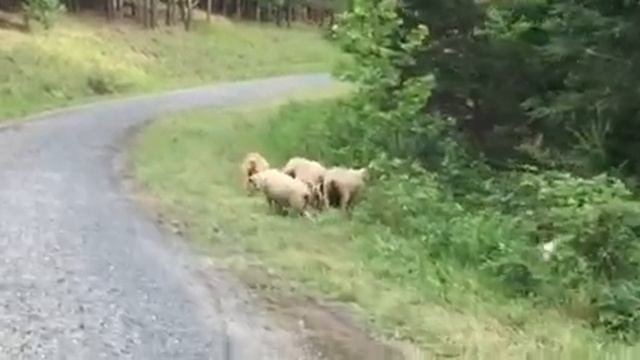 Who Let the Sheep Out! смотреть онлайн