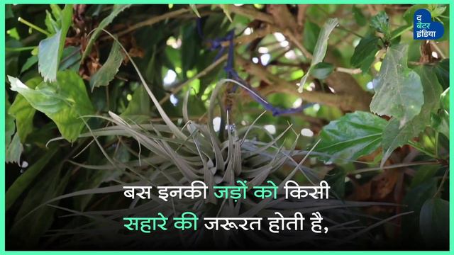This Plant Grows Without Soil or Water | Air Plants | Tillandsia | Indoor Plants смотреть онлайн