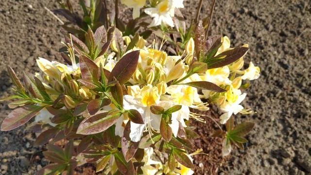 Саженец Азалии Northern Hi-Lights через 2 недели после посадки смотреть онлайн