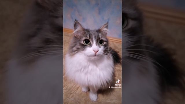 кот грызёт провода смотреть онлайн