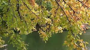 ПАРАД ОСЕНИ