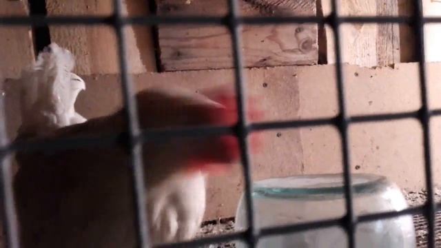 Индюшата 15 дней. Переселение в птичник. Жизнь в деревне смотреть онлайн